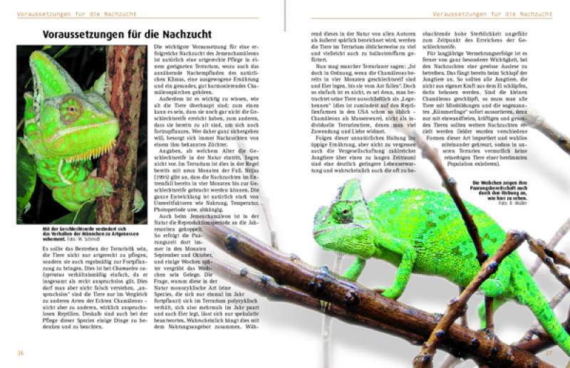 Preview: Chamaeleo calyptratus: Chamaeleo calyptratus: Das Jemenchamäleon